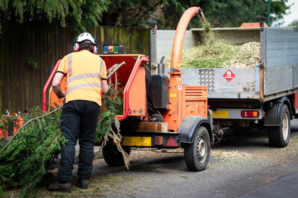 Emergency Storm Tree Removal in Wilson, NC